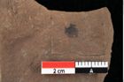 Foto (Detailansicht) von Callitris cyclosperma Ettingshausen (NHMW-GEO-2024-0188-0145)